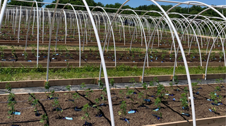 🌿 A Look Inside Our New Hoop Houses